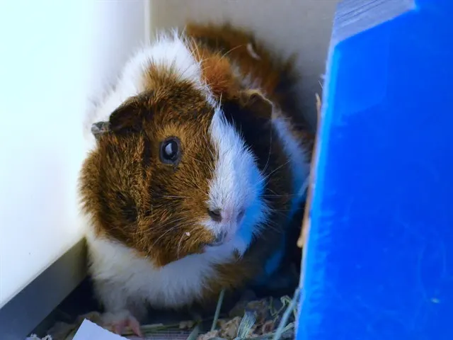 Piglet