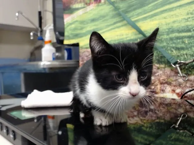 Adoptable Cat