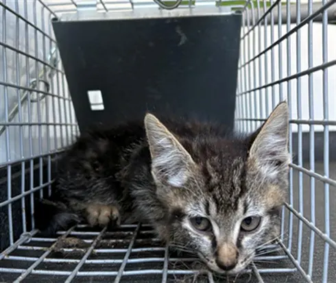 Adoptable Cat