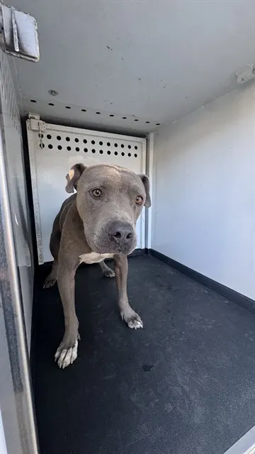 Adoptable Dog