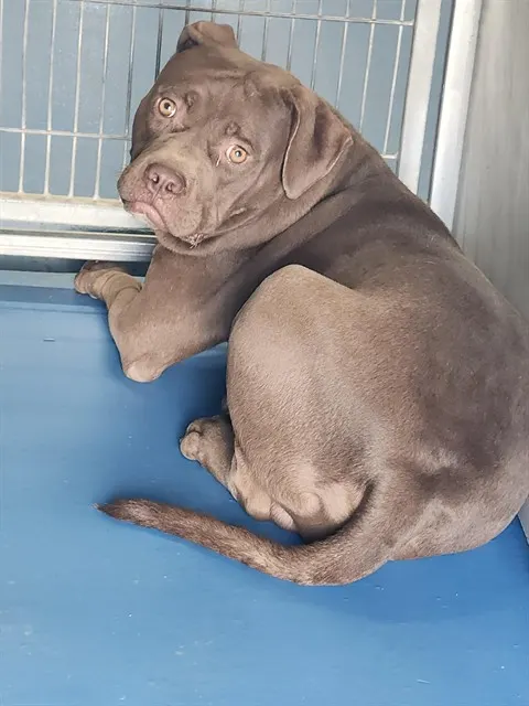 Adoptable Dog