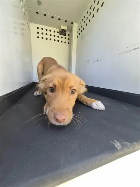 Adoptable Dog