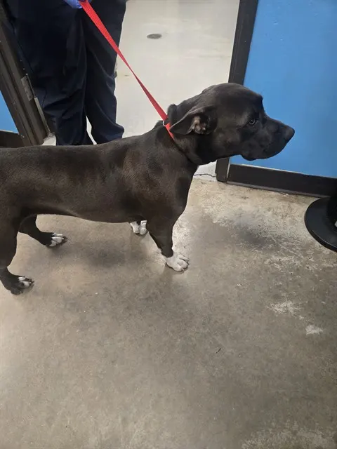 Adoptable Dog