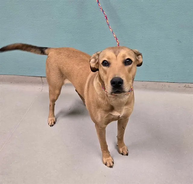 Adoptable Dog