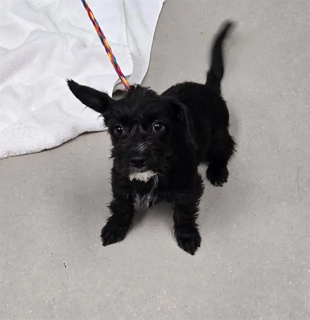 Adoptable Dog
