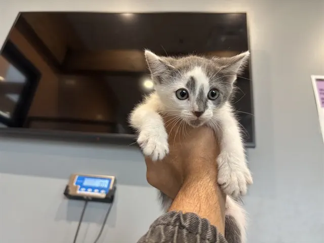 Thing 1