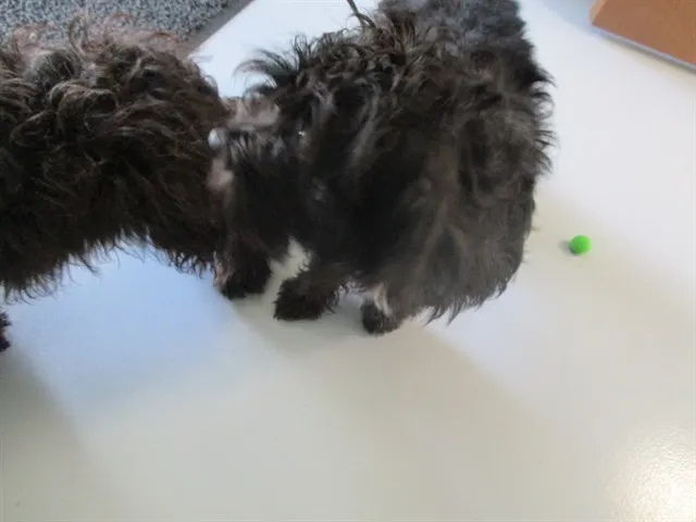 Adoptable Dog