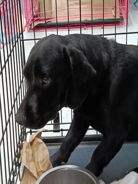 Zorro