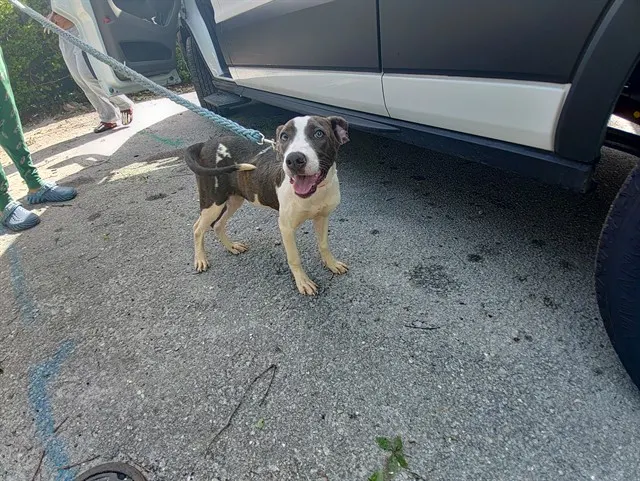 Adoptable Dog