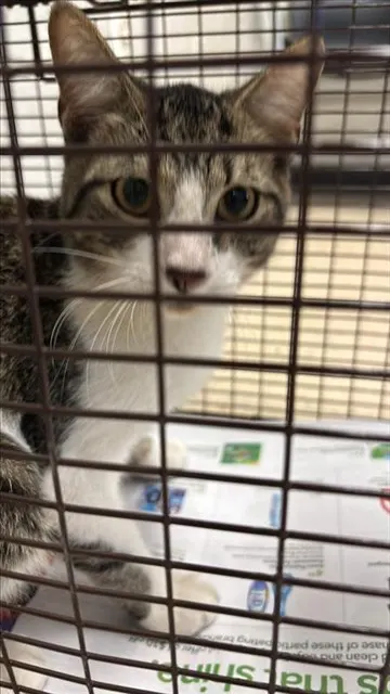 Adoptable Cat