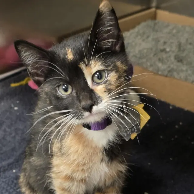 Bonnie