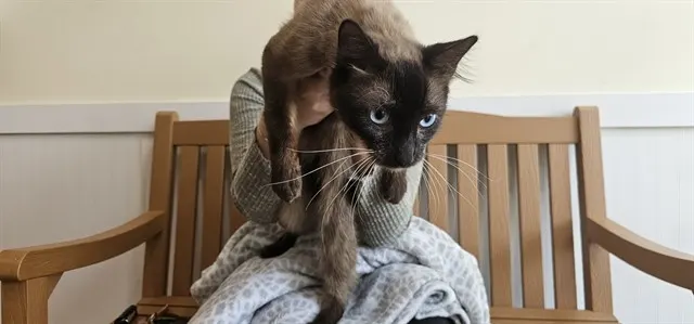 Stray Not Available