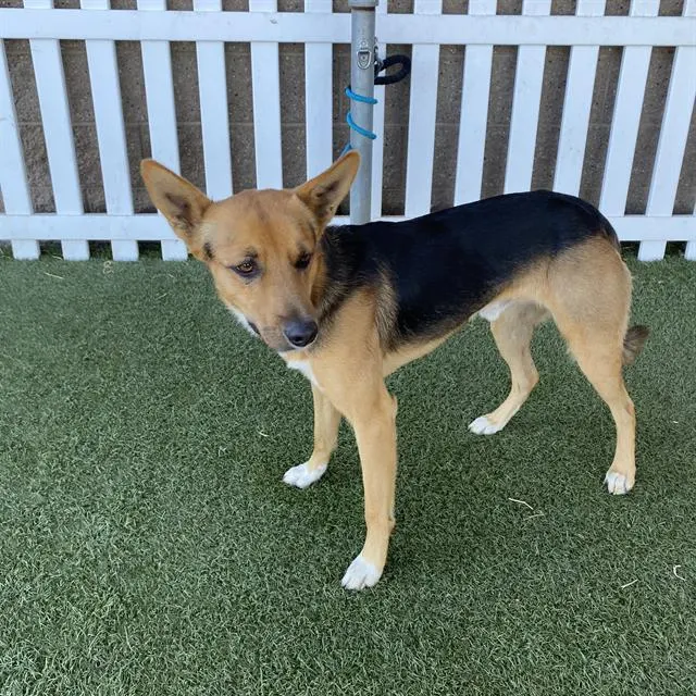 Adoptable Dog