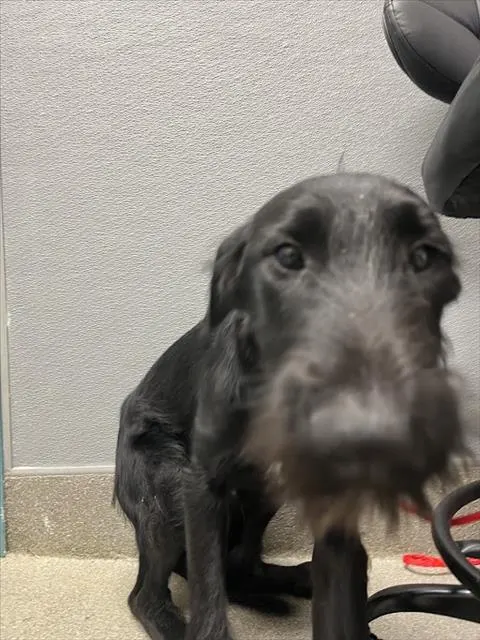 *Scruffmellow