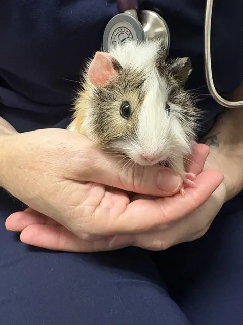 Rutabaga