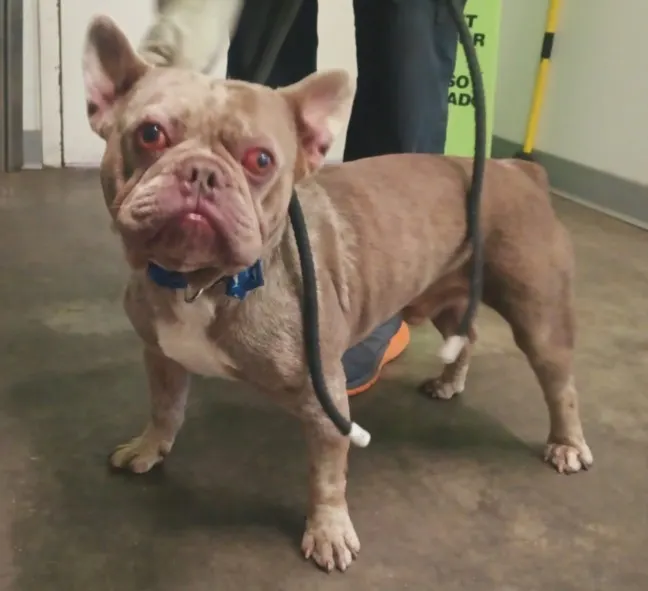 Adoptable Dog