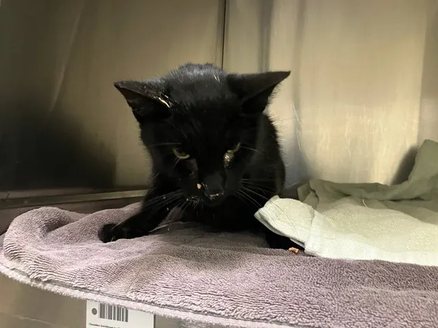 Adoptable Cat
