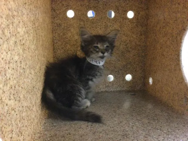 Tiny Tina