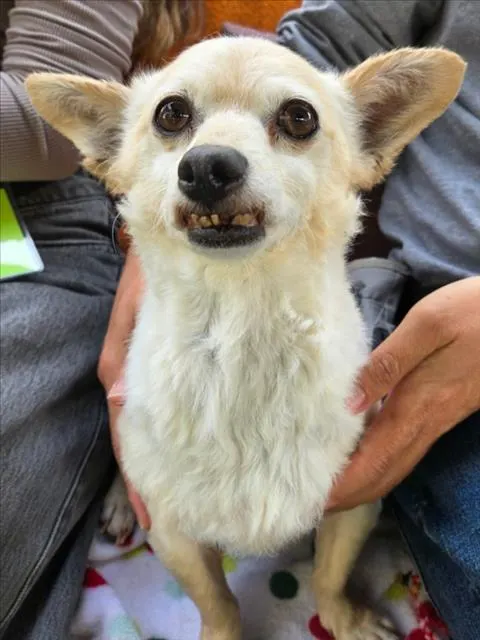 Paco
