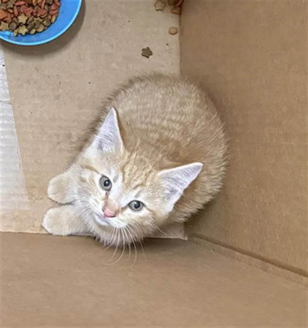 Adoptable Cat