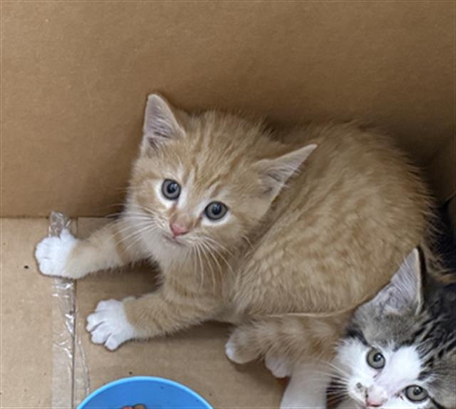 Adoptable Cat