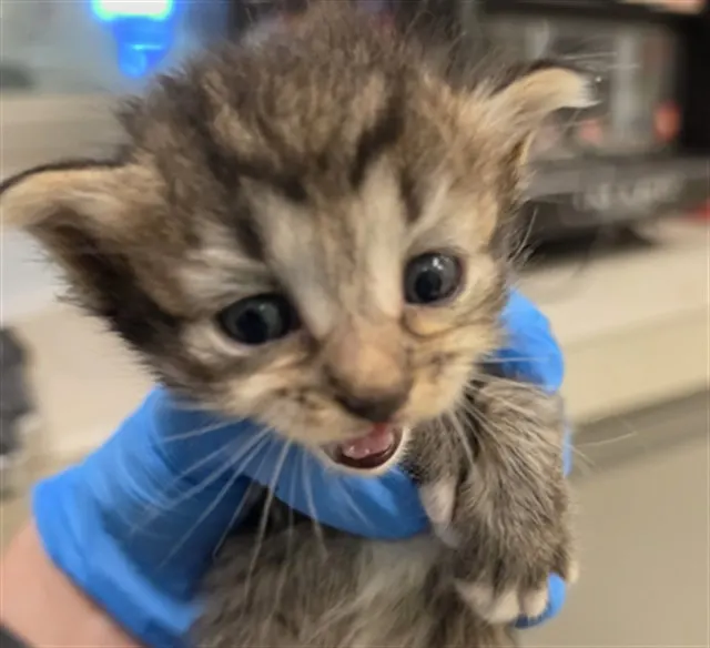 Adoptable Cat