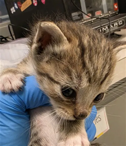 Adoptable Cat