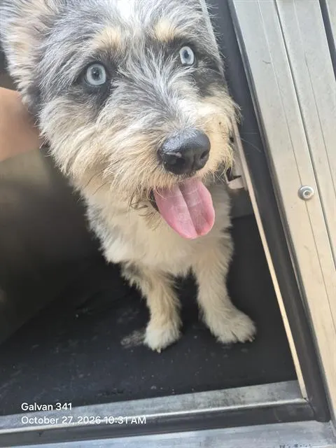 Adoptable Dog
