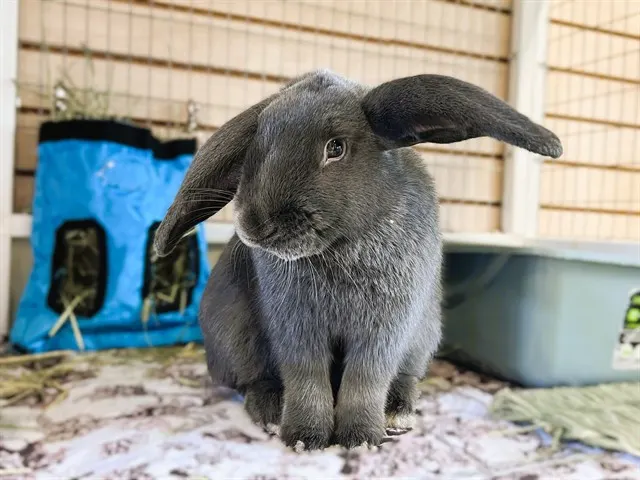 Binkster