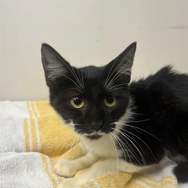 Adoptable Cat