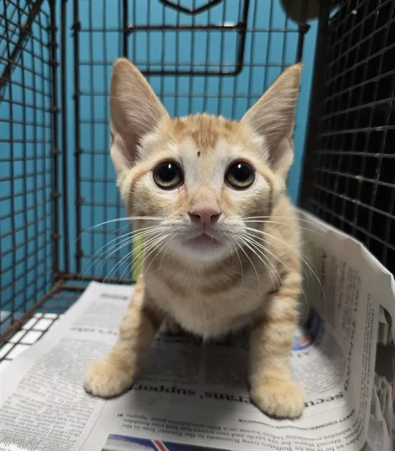 Adoptable Cat