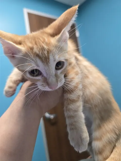 Adoptable Cat