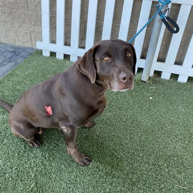 Adoptable Dog