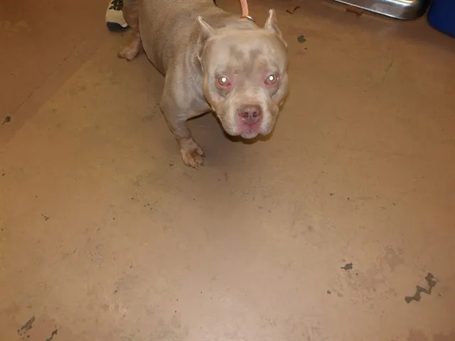 Adoptable Dog