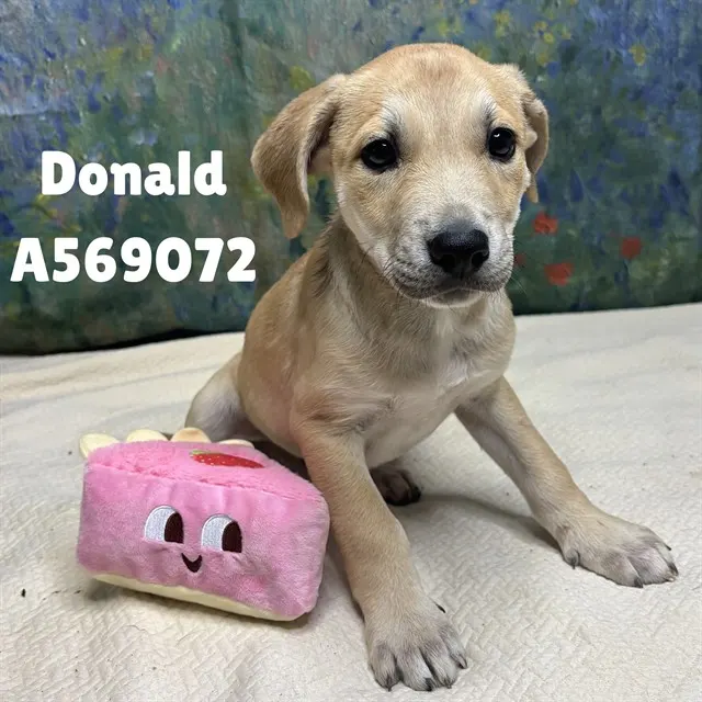 Donald