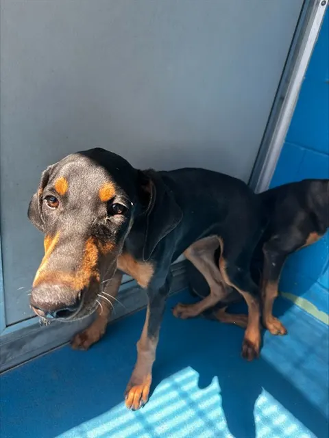 Adoptable Dog