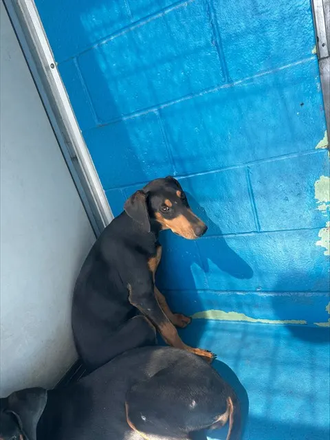 Adoptable Dog