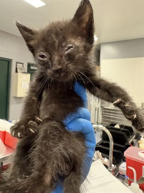 Adoptable Cat