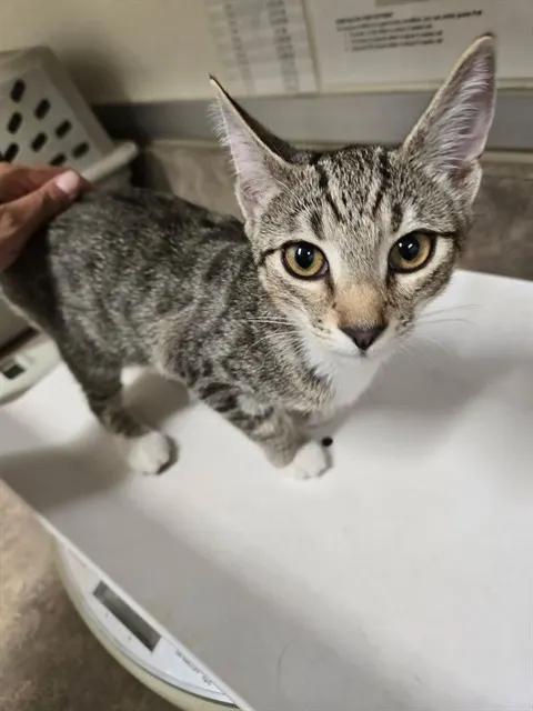 Adoptable Cat