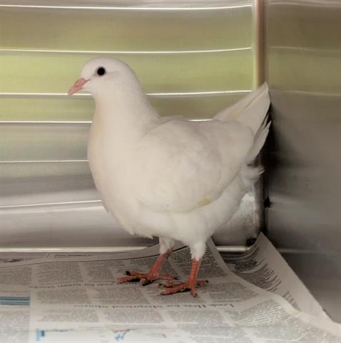 Adoptable Bird