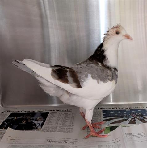 Adoptable pet