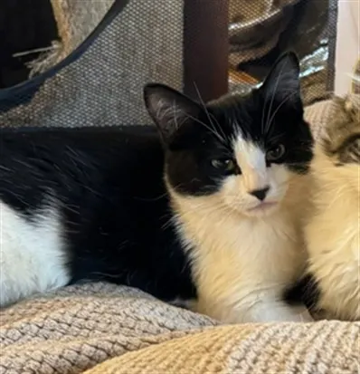 Oreo