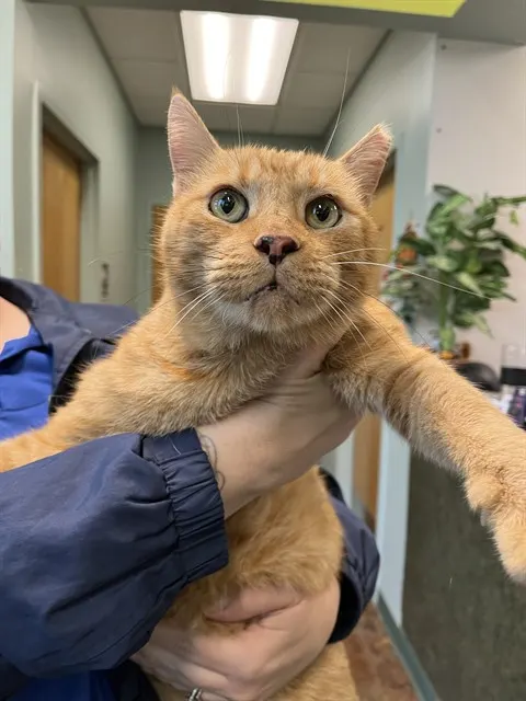 Jaggy