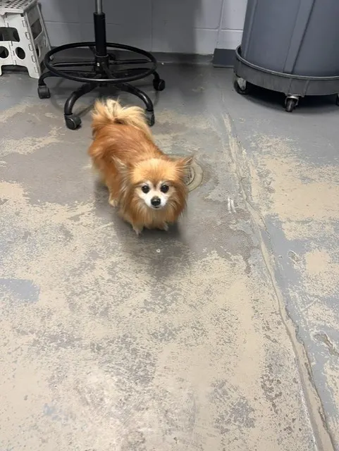 Chester