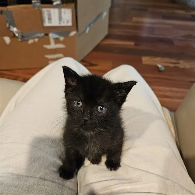Raven Houdini