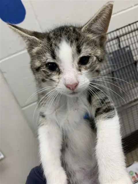 Adoptable Cat
