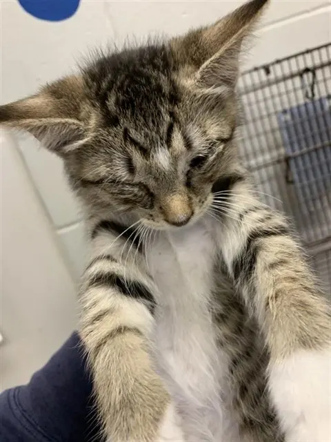 Adoptable Cat