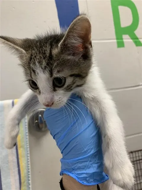 Adoptable Cat