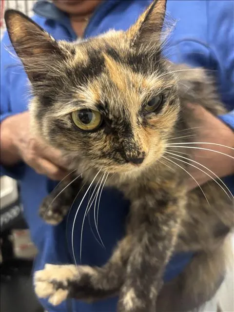 Coco