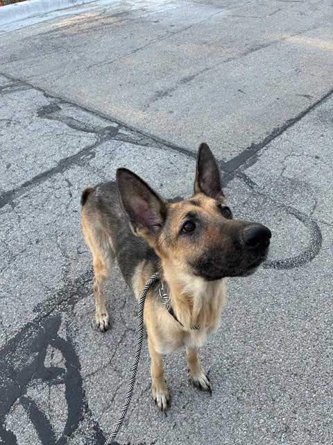Bella